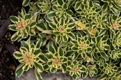 Sedum Atlantis