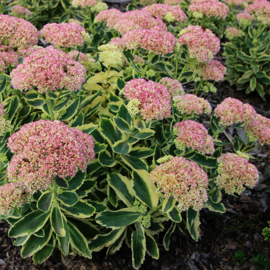 Sedum Autumn Charm