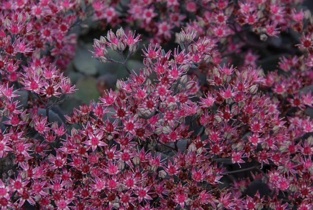 Sedum Bertram Red