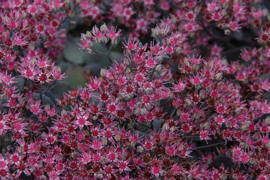 Sedum Bertram Red