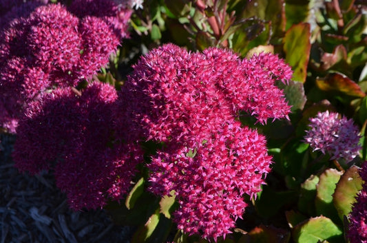 Sedum Birthday Party