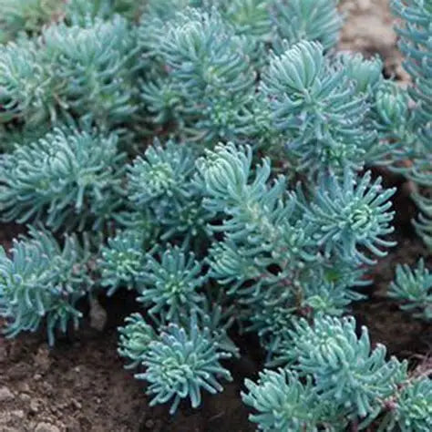 Sedum Blue Spruce