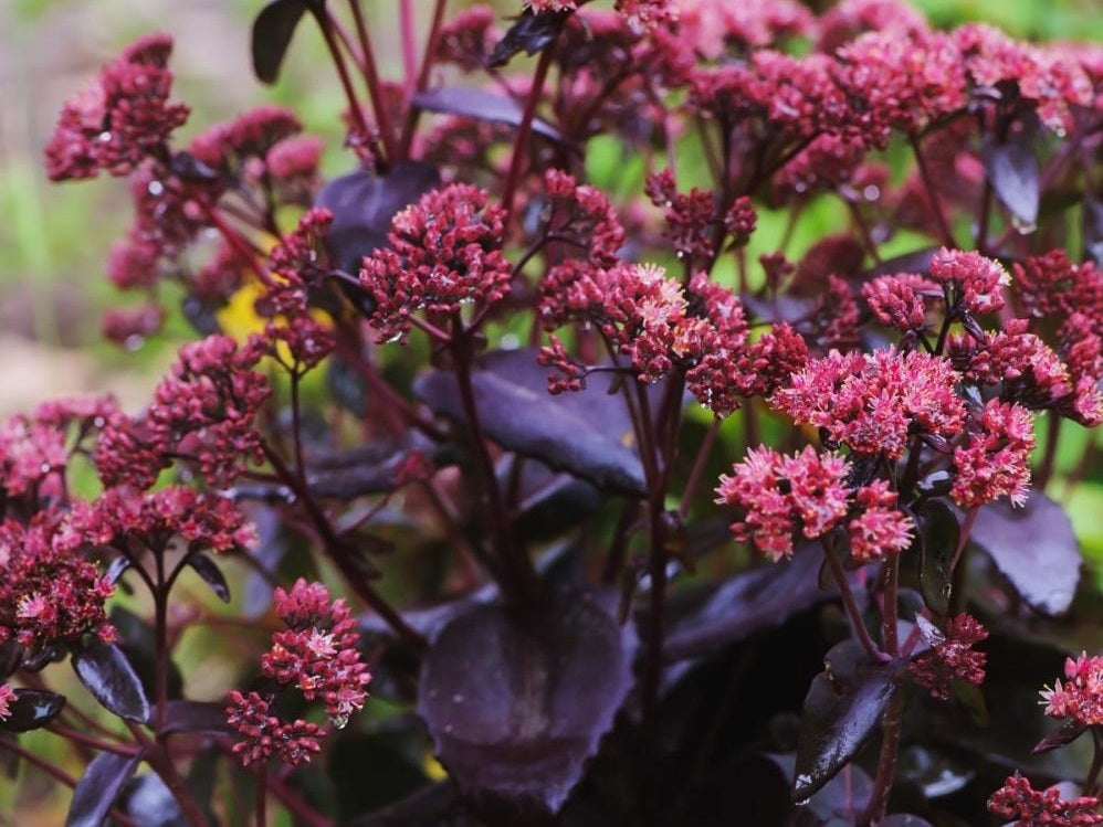 Sedum Bon Bon