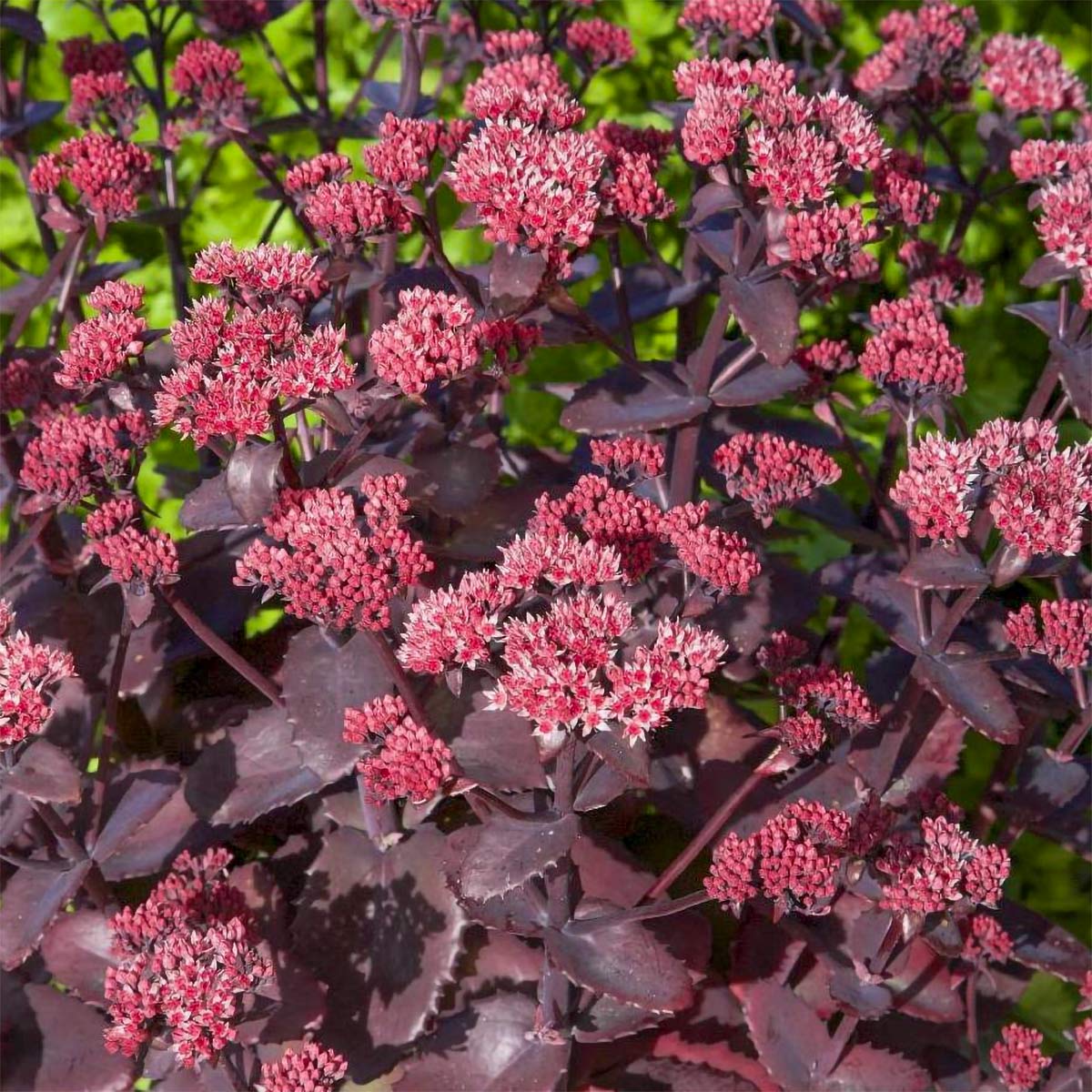 Sedum Chocolate Cherry