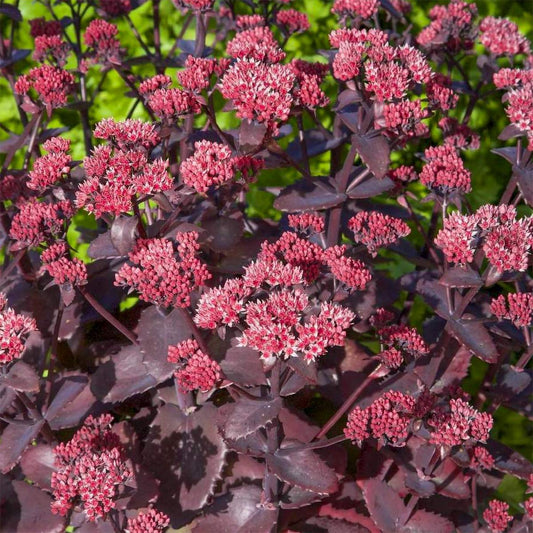 Sedum Chocolate Cherry