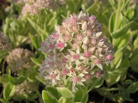 Sedum Frosty Morn