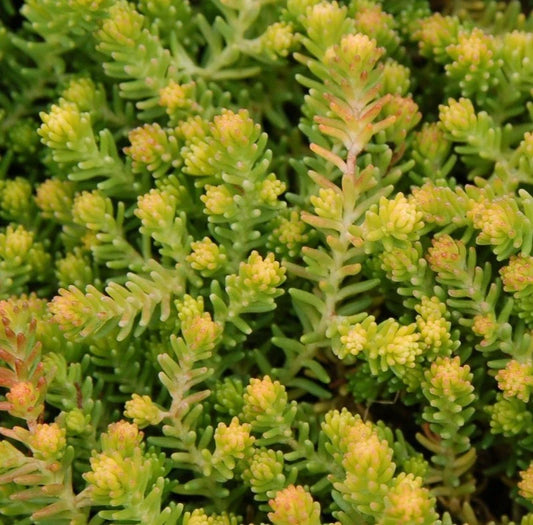 Sedum Gold Digger