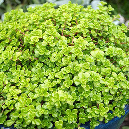 Sedum Green Glute