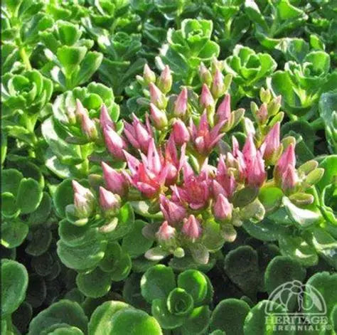 Sedum John Creech