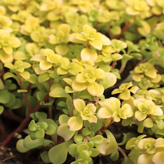 Sedum Ogon Gold
