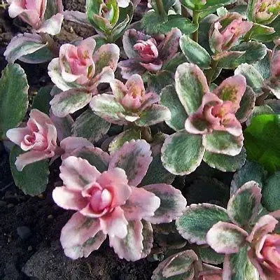 Sedum Pinky