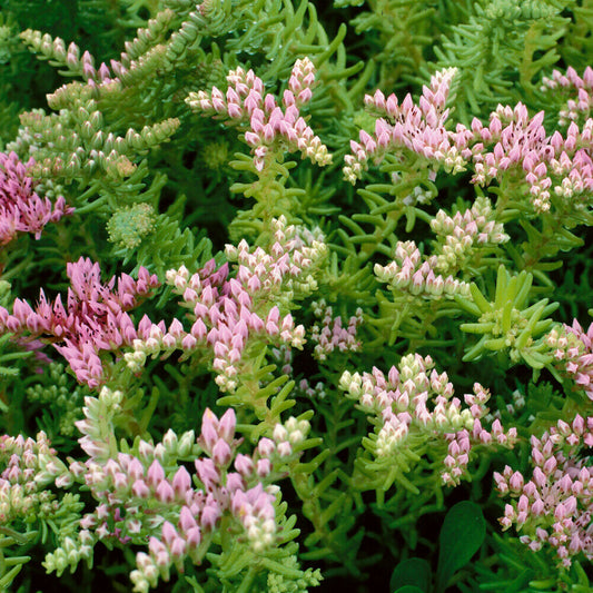 Sedum Sea of Pink