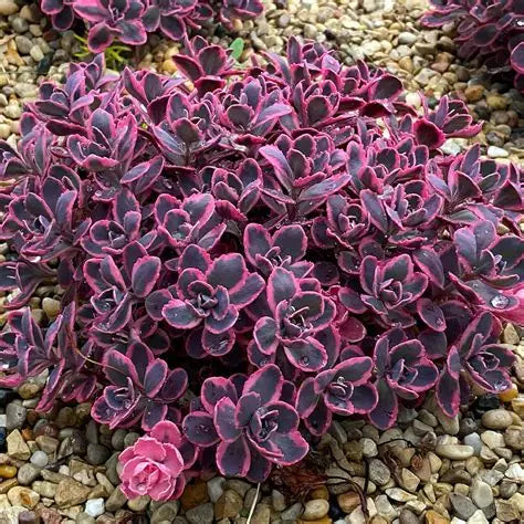 Sedum Sunsparkler Plum