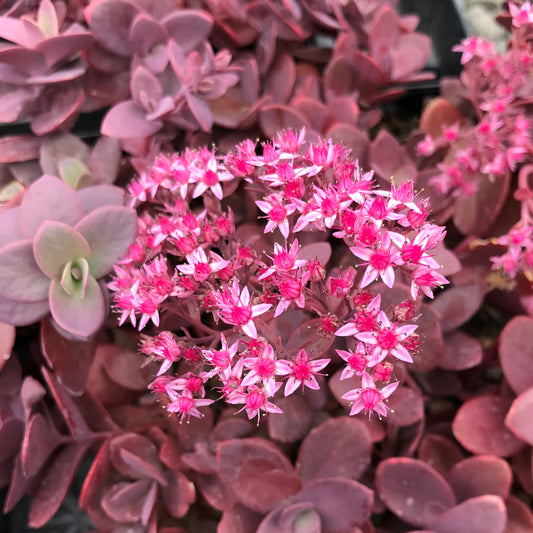 Sedum Sunsparkler Cherry Tart