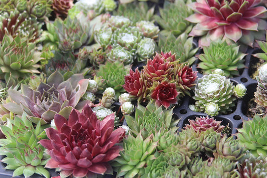 Sempervivum Hardy Mix