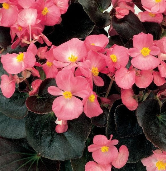 Begonia Senator Pink