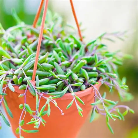 Senecio Herreianus