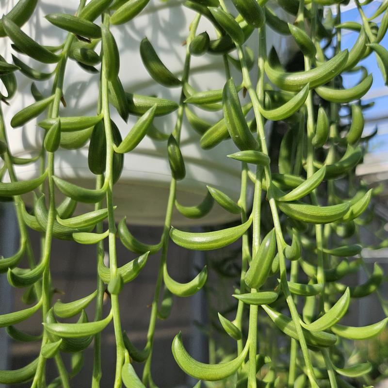 Senecio String of Bananas