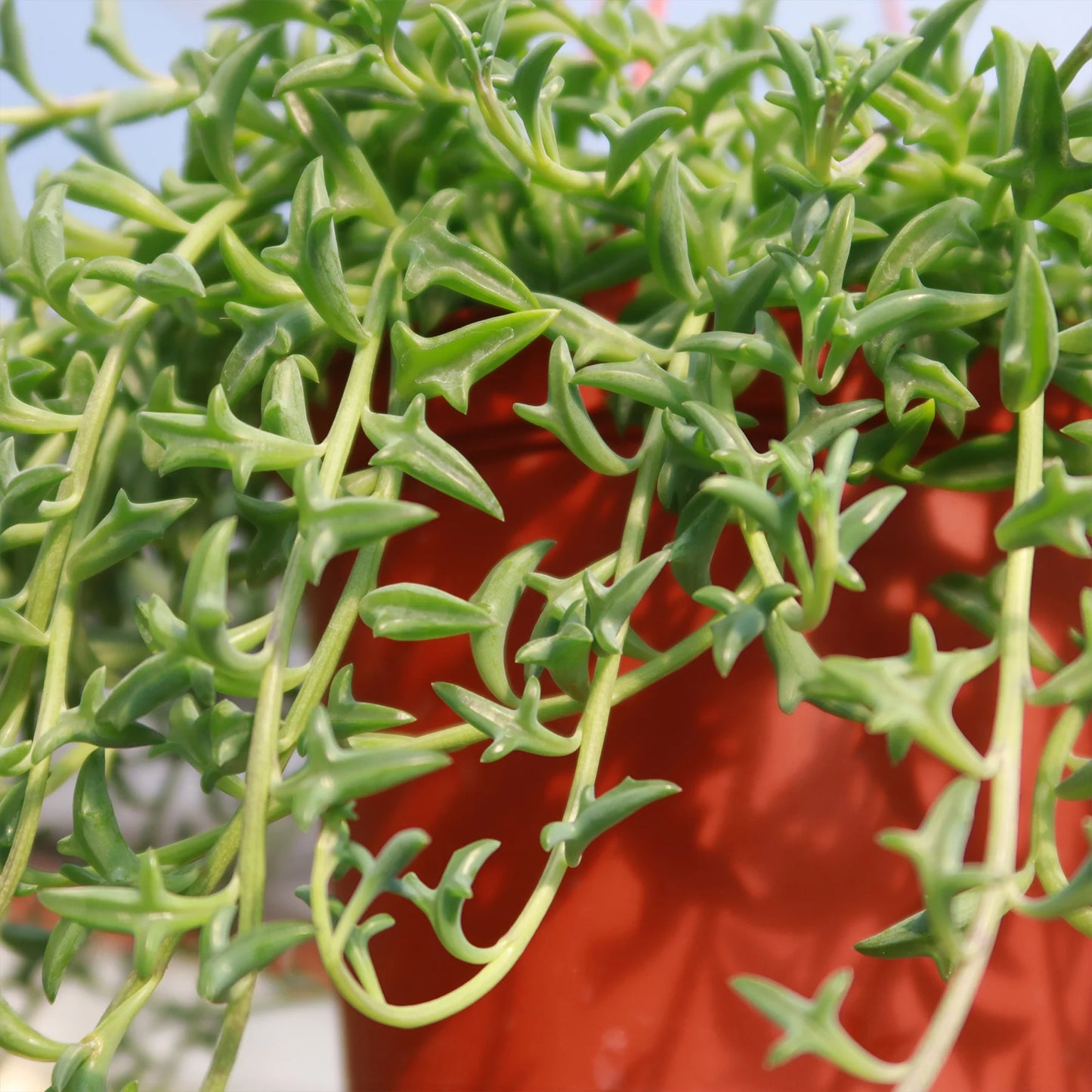 Senecio String of Dolphins