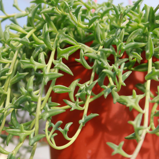 Senecio String of Dolphins