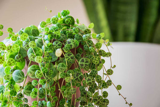 Senecio String of Turtles