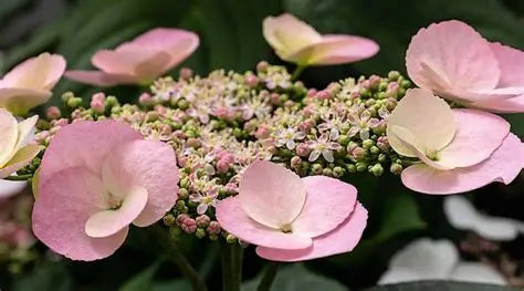 Hydrangea Game Changer