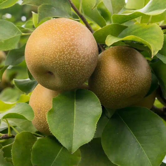 Asian Shinko Pear