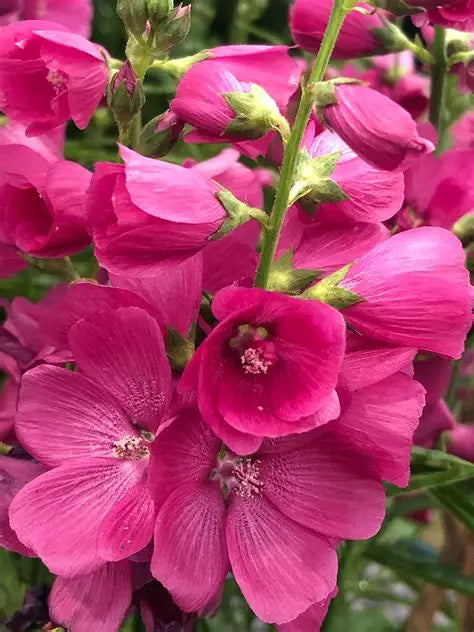 Sidalcea Brilliant