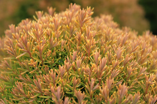Arborvitae Sienna Sunset