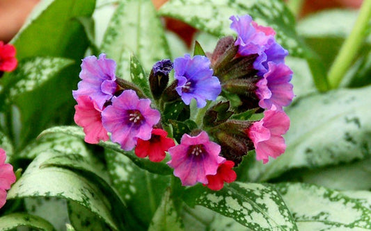 Pulmoneria-Silver Bouquet