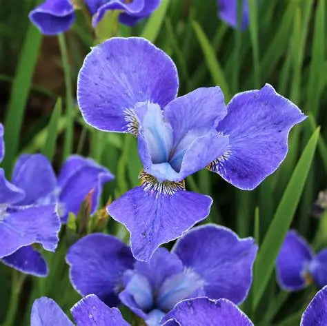 Iris Silver Edge