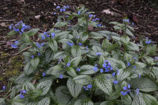 Brunnera-Silver Heart