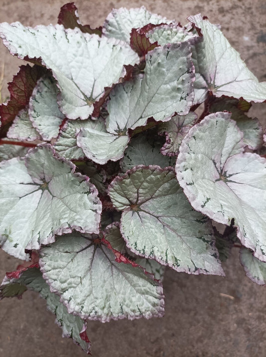 Begonia Rex Silver Swift