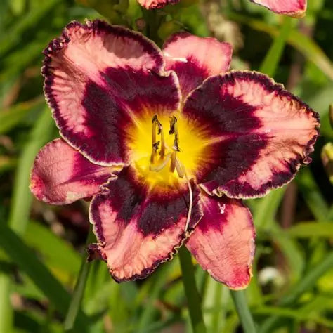 Daylily Simmons Overture