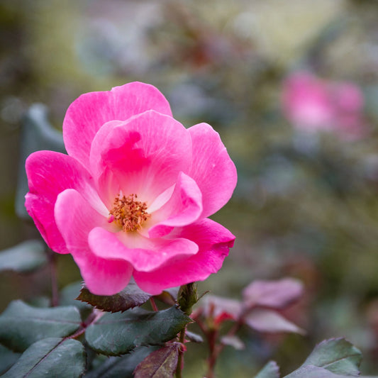 Rose Knockout Single Pink