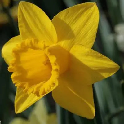 Daffodil Sint Victor