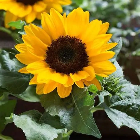 Helianthus Smiley Sunflower