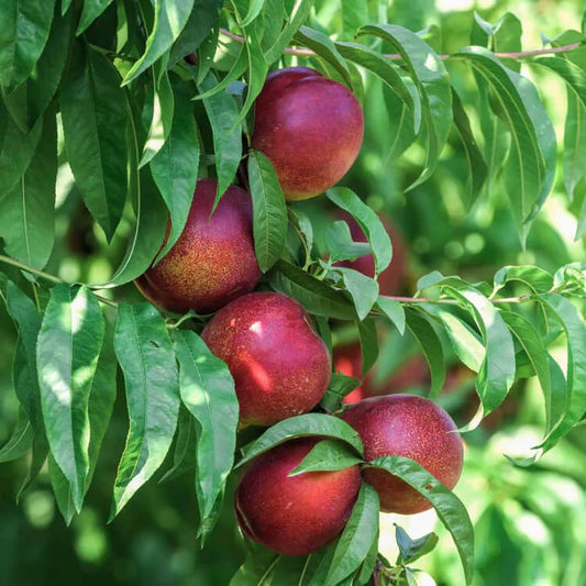 Snow Queen Nectarine