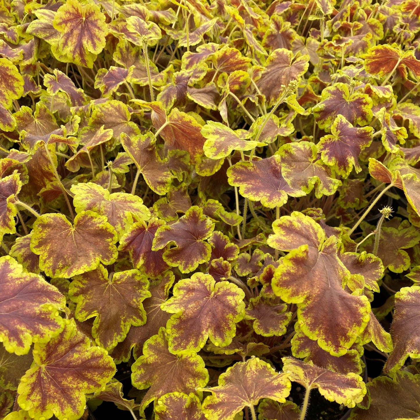 Heuchera-Solar Eclipse