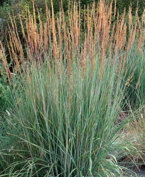 Sorghastrum Indian Steel