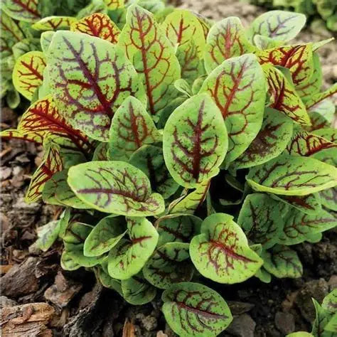 Sorrel Bloody Dock