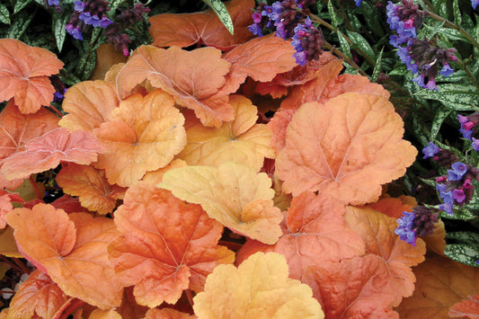 Heuchera-Southern Comfort