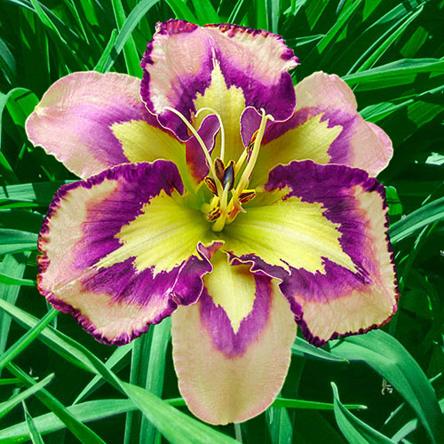 Daylily Spacecoast Behavior