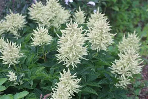 Aruncus-Sparkles