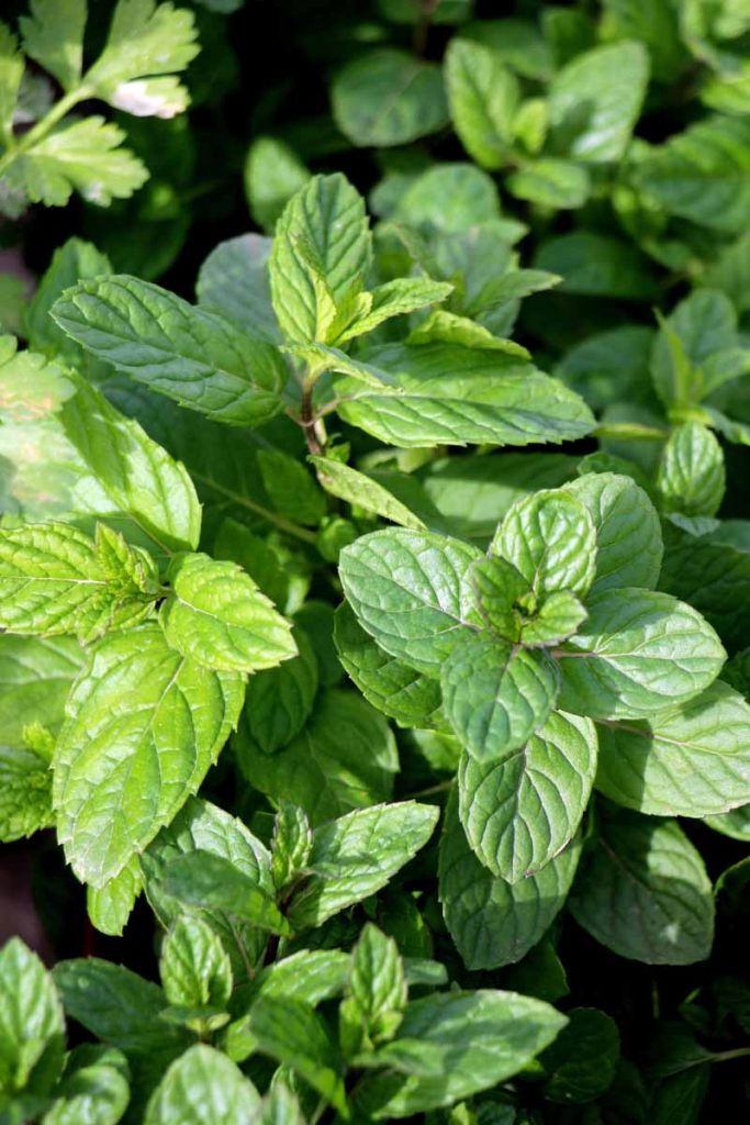 Spearmint