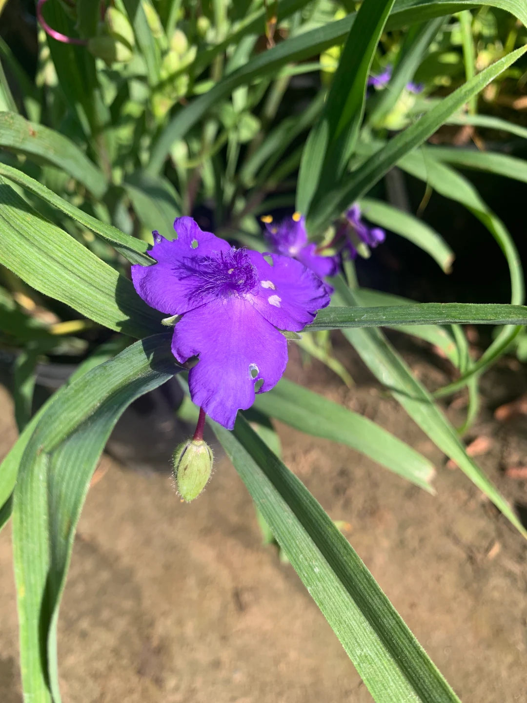 Tradescantia Purple Spiderwort