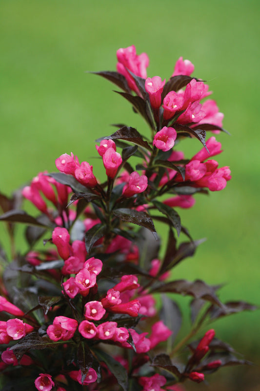 Weigela Spilled Wine