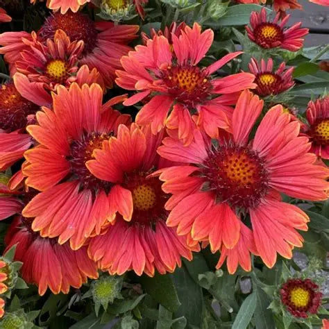 Gaillardia-Spintop Red