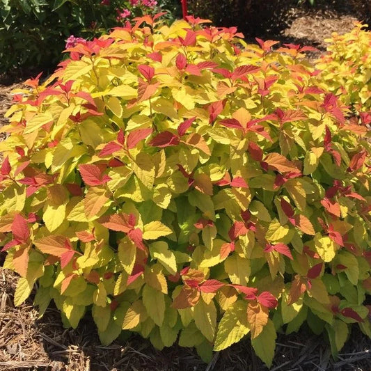 Spirea Double Play Candy Corn