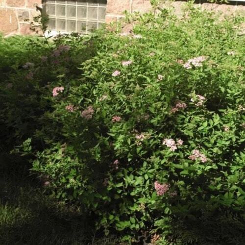 Spirea Little Princess
